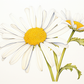 Daisys