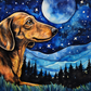 Stargazing Dachshund