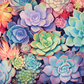 Beautiful Succulent Collection