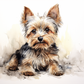 Sweet Little Yorkie