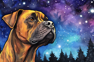 Starry Night Boxer