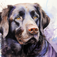 Sweet Labrador In Watercolor