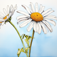 White Watercolor Daisies