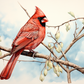 Watercolor Red Cardinal On A Branch