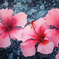 Pink Hibiscus Water Drops