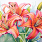 Pink Watercolor Lilies