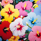 Colorful Hibiscus Fantasy